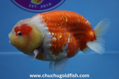 Buy Gold Fish Online USA.jpg