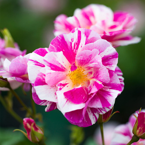 GrUT0yDXAAAL W8?format=jpg.jpg