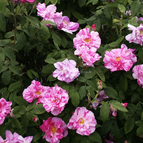 GrW6NFRWUAAJpX ?format=jpg.jpg