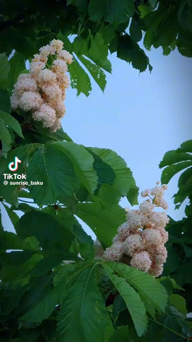 tsiE47m5kHybfi x.jpg