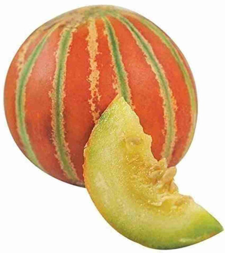 500 kharbuja muskmelon hybrid fr.jpg