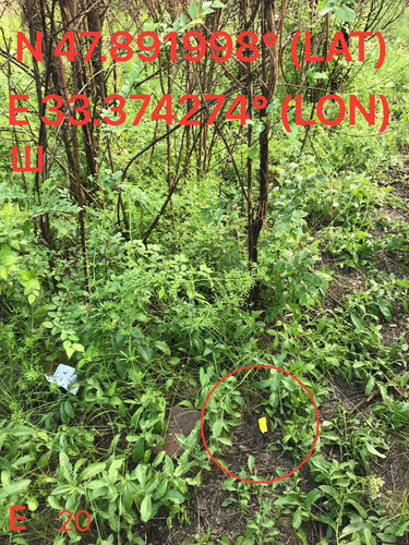 5287539860674048951.jpg
