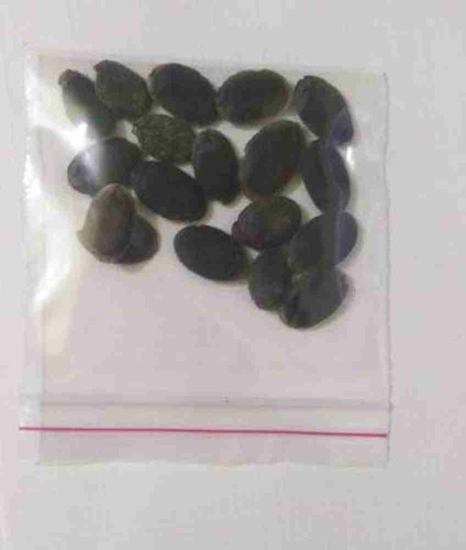 24 1organic luffa sponge gourd a.jpg