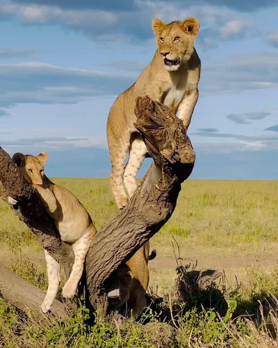 qyRsVPFqHzICvED .jpg