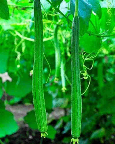 500 sponge gourd tori nenua seed.jpg