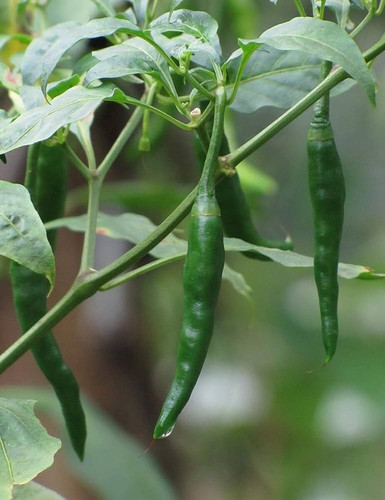 58 1vnr chilli seedsw wequality.jpg