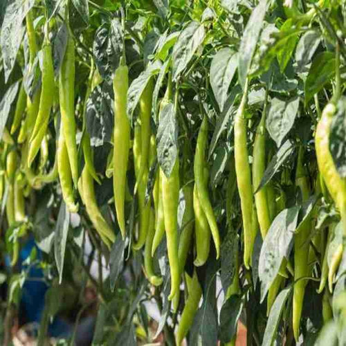 42 1f1 chilli seeds bdsresolve o.jpg