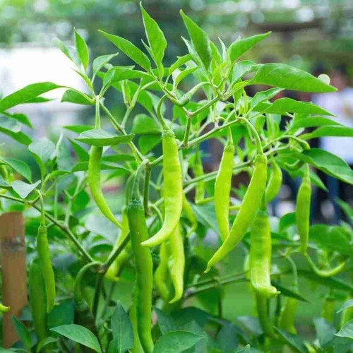 250 hybrid chilli seed3 jkfarm o.jpg