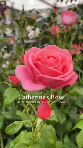 NO5 RsMe5rHAGh y.jpg