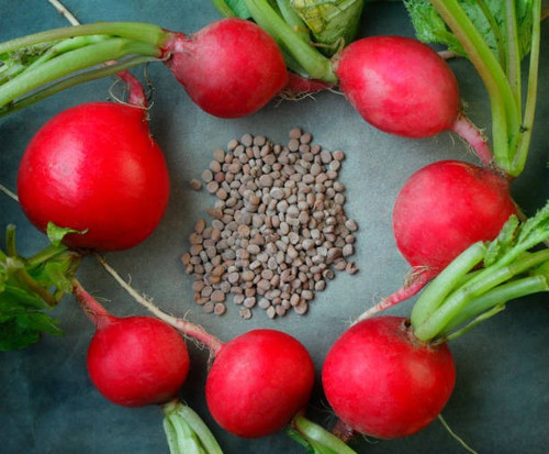 red round radish and seeds.jpg