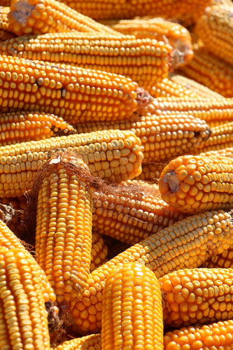 lynn danielson corn Ij8 unsplash.jpg