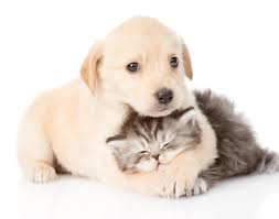 PERRO Y GATO.jpg