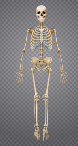 esqueleto humano realista 1284 29691[1].jpg