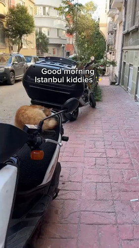 33NHEoEuXweldv72.jpg
