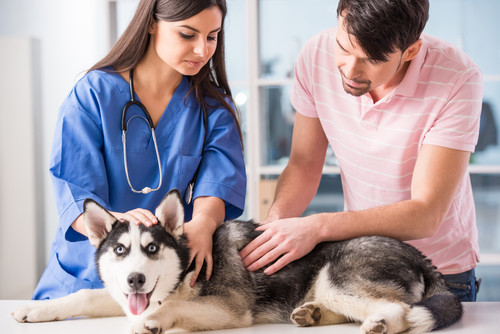 Caring Veterinary Hospital for Happy, Healthy Pets.jpg