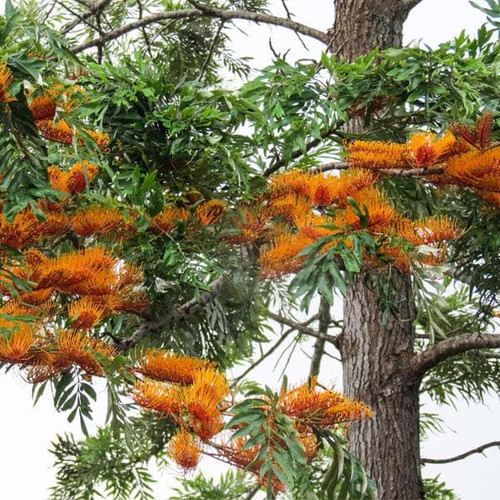 nurserylive silver oak silk oak grevillea robusta plant.jpg