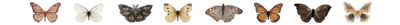 bug divider2.png