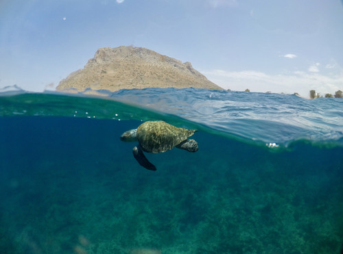 Caretta Caretta στο βυθό της Παχιάς Άμμου Φωτογραφία απο Ιούλιο Γλαμπεδάκη.jpg