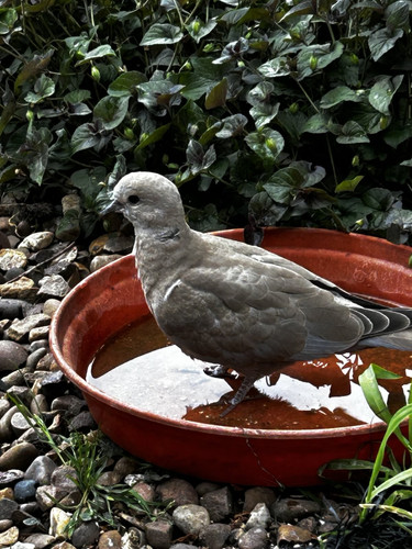 IMG 4007.jpg