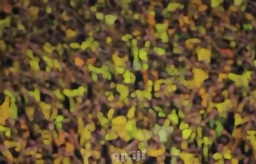 6g Q9DX2Pz9V426J.jpg