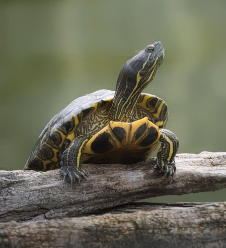 499577000 1141265638033409 430946707043077060 n.jpg?stp=dst jpg s565x565 tt6& nc cat=110&ccb=1 7& nc.jpg