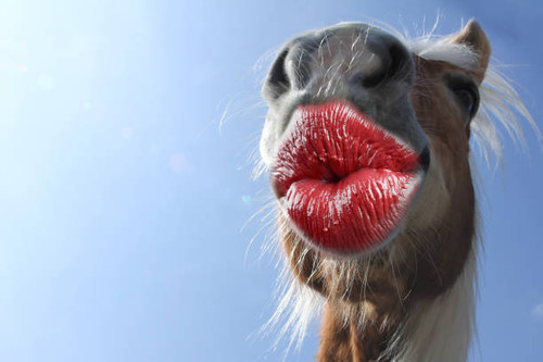funny thank you kiss card with animals.jpg