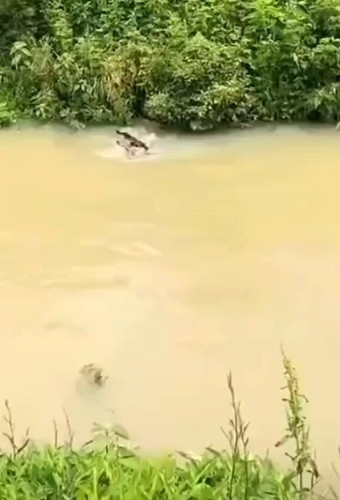 eSvZFQamyqua OCM.jpg