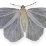 under the tree butterfly