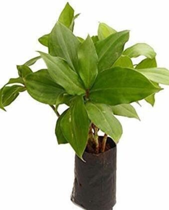 heaven of saplings insulin plant (2).jpg