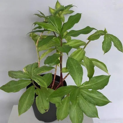 heaven of saplings insulin plant.jpg