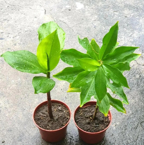 platone insulin plant hybrid pac.jpg