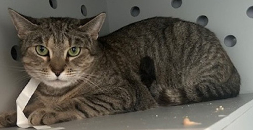 GrPS8nPW0AAWS4 ?format=jpg.jpg