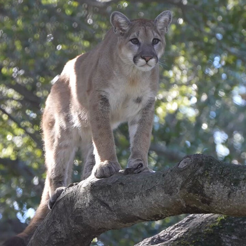 au nmqA1 EgqJplx.jpg