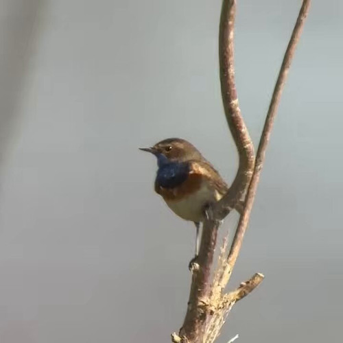 mz3T HJdZl5Ip V .jpg