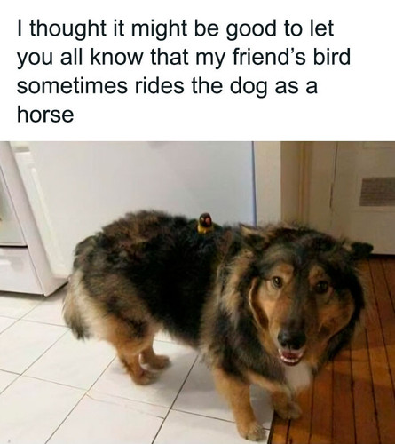 65cc990e99199 funny bird memes 65ccb8c56ee34 700