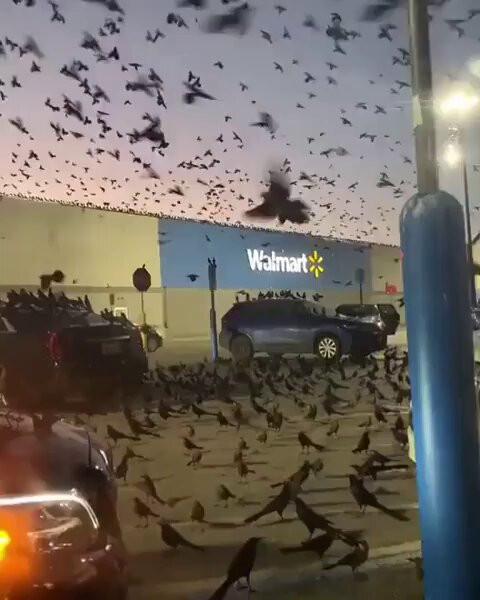 79wPcNmRpVN3E Xo.jpg