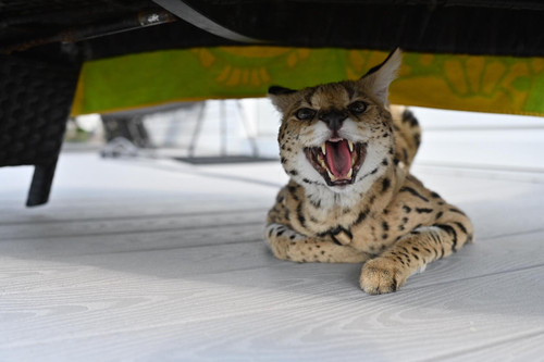 499922214 1000617795431248 3909050775194087456 n.jpg