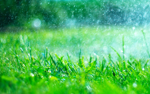 grass rain drops watering lawn blurred green background water closeup nature environment concept 119.jpg