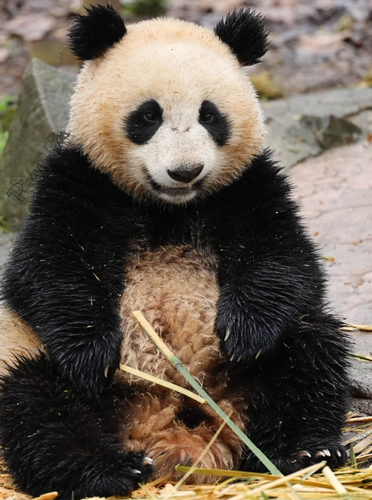 Screenshot 2025 0320 010346.png