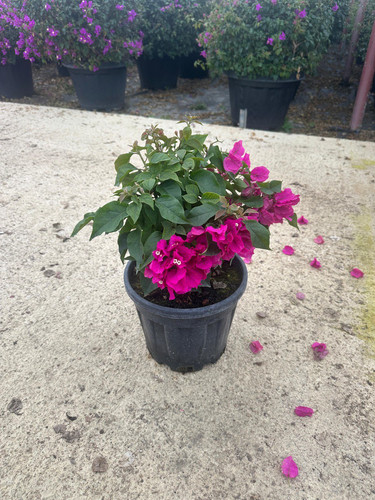 photo 5996633261822035342 y.jpg