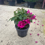 photo 5996633261822035342 y