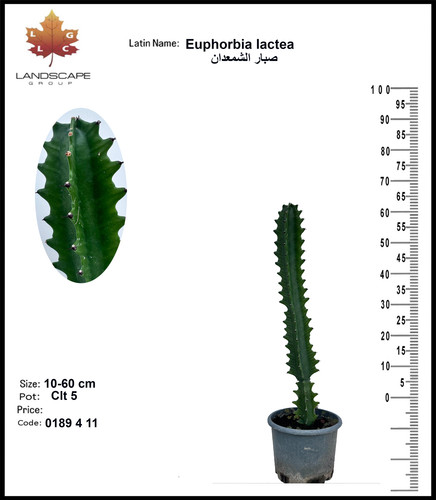 0189 Euphorbia lactea.jpg