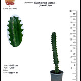 0189 Euphorbia lactea