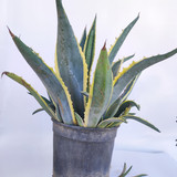 7 agave amricana