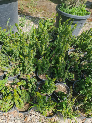 photo 5996633261822035305 y.jpg