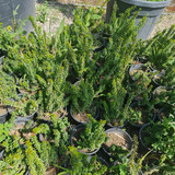 photo 5996633261822035305 y