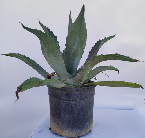 6 Agave amricana.jpg