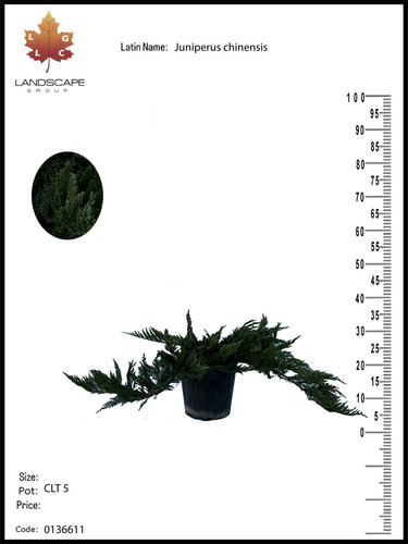 136 Juniperus chinensis..jpg