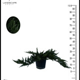 136 Juniperus chinensis.