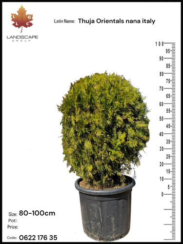 622 thuja Orientals nana italy.jpg